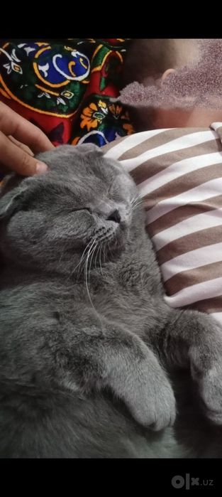 Shtotland salla quloq (Scottish Fold) zotli aqlli va o'ynoqi mushuk so