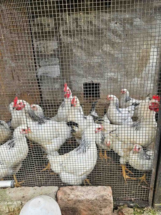 Петлета и кокошки