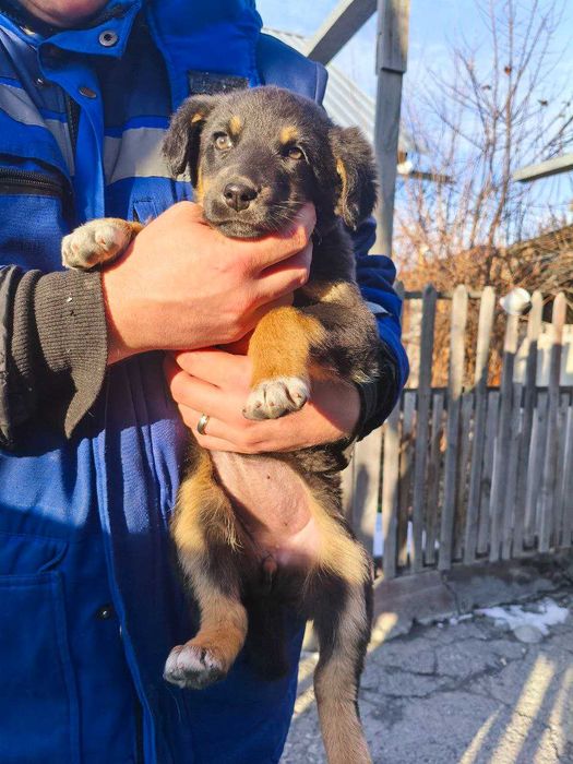 Отдам щенка в добрые руки. Девочка