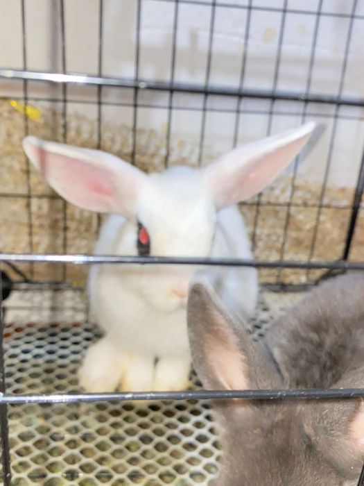 Кролик продам декоративные