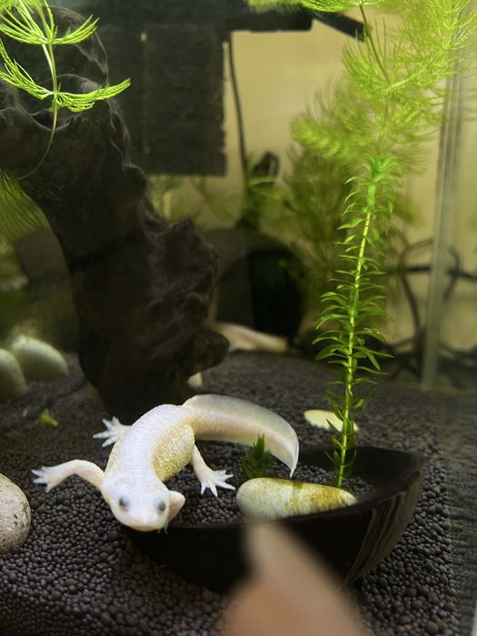 Тритон альбинос