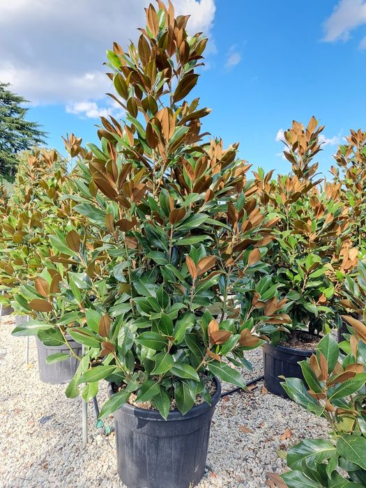 Vând magnolia grandiflora copac si tufa , magnolia veșnica verde