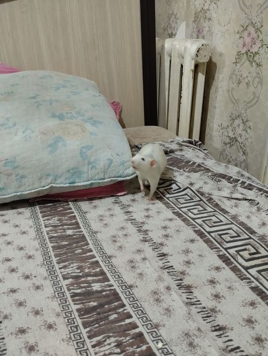 Крыса декоративная