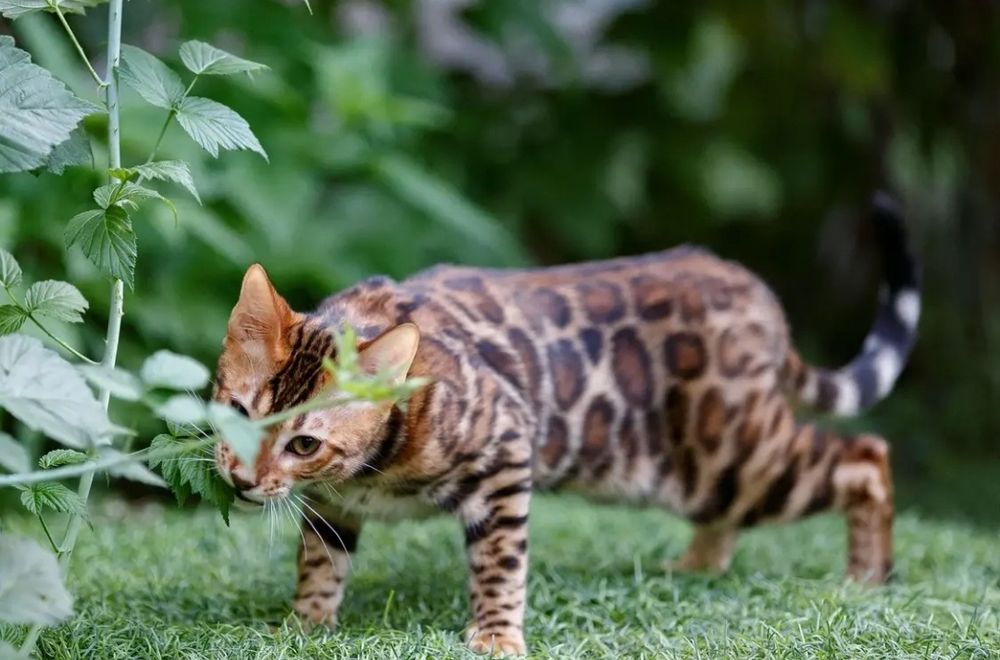 Бенгальские котята