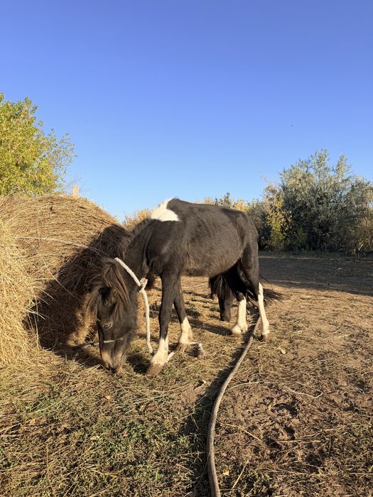 Продам пони мальчик и девочка