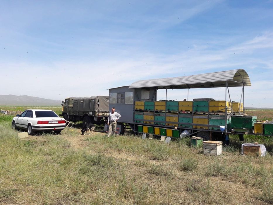 Продам или обменяю действующую пасеку на авто