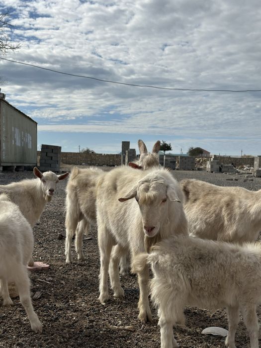Орыс порносы: Әйелі ғашығымен күйеуін қорлайды