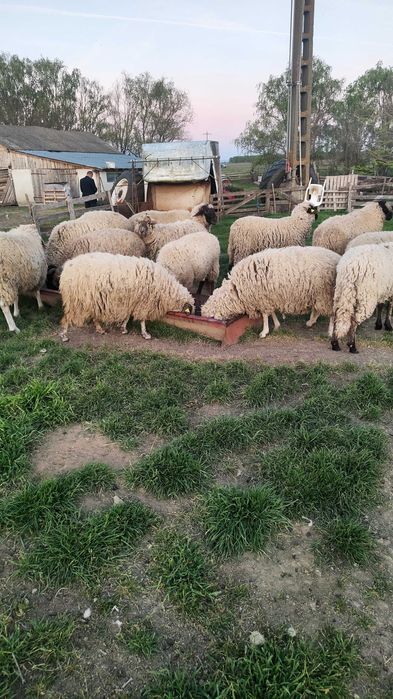Vând oi pentru tăiat