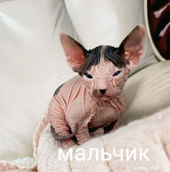 Котята донской сфинкс