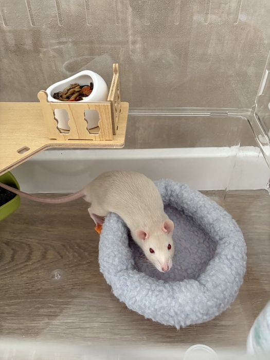 Крысы с клеткой