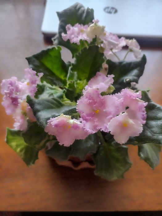 Фиалка в керамическом горшке.