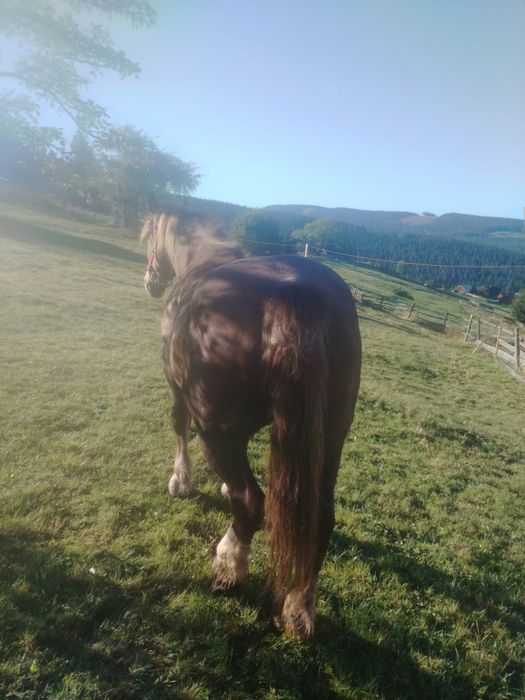 Vând iapa de 8 ani, preț în privat