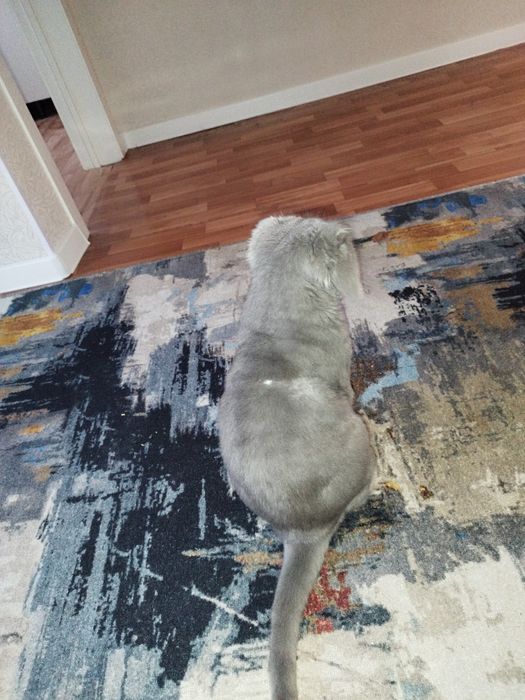 Отдам в добрые руки