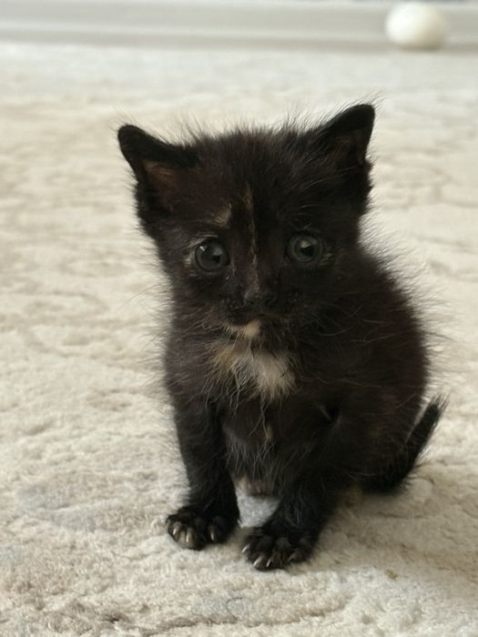 Отдам в добрые руки котёнка девочка