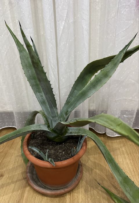 Panta aloe Vera mare
