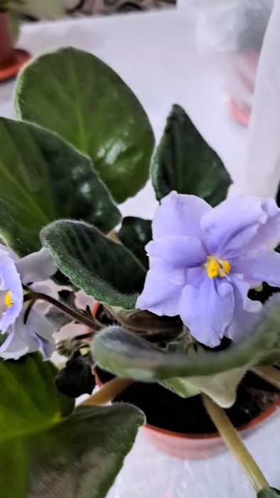 Продам  фиалки в ассортименте