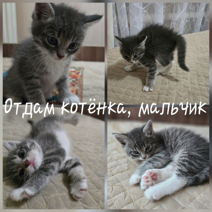 Котёнок в добрые руки