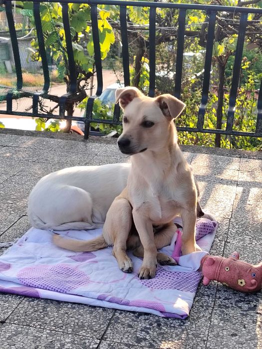 Подарява се куче