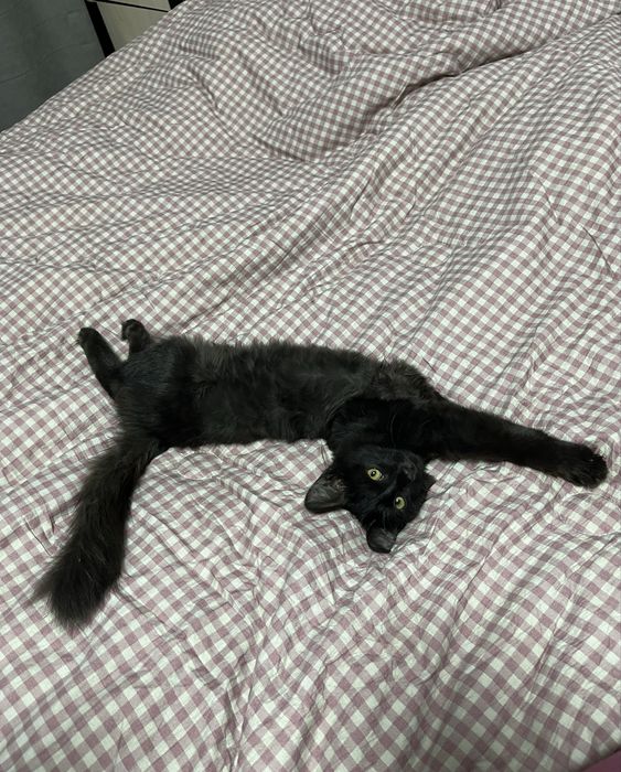 Кошечка в добрые руки