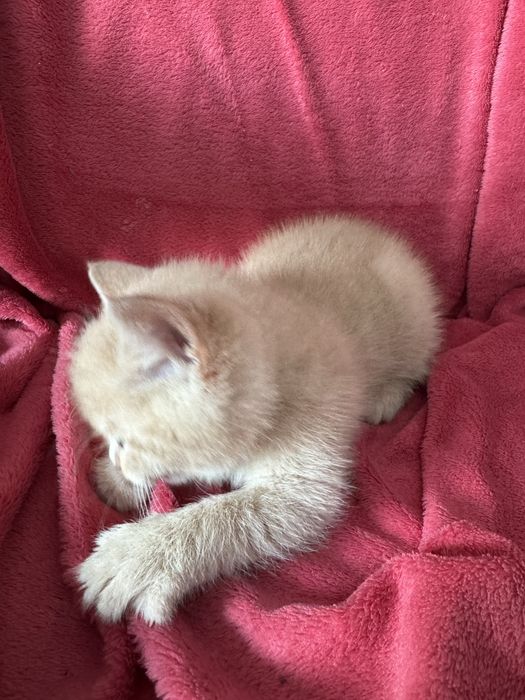 Отдам котенка.