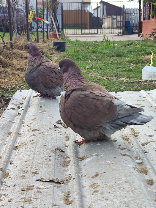 Porumbei Mondain masculi