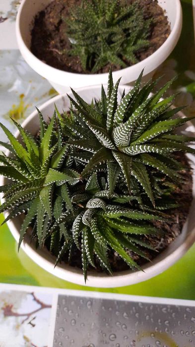 Кактусы (детки) продам