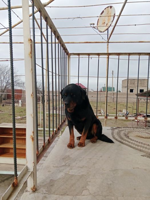 Домашние животные.