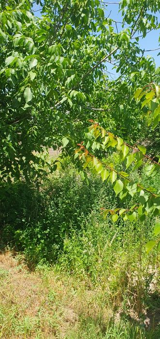 Ҳовли сотилади, Чироқчи тумани Каммунада 6 сотих ҳовли сотилади