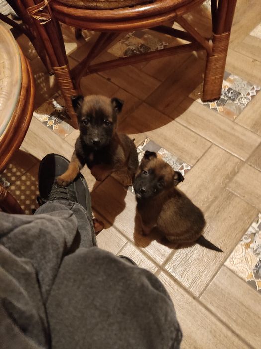 Щенок бельгийской овчарки малинуа