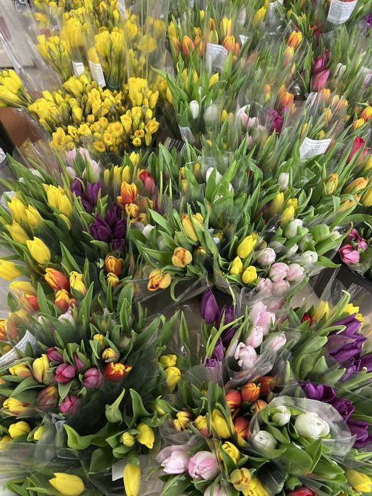 Тюльпан                   .