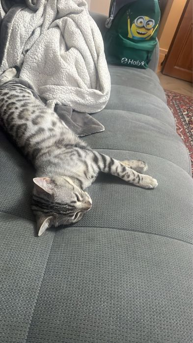 Серебристый бенгал