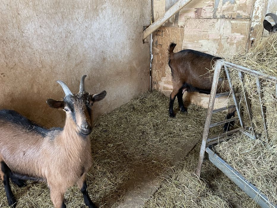 Vând Țap şi Ieduță gestantă de 1 an rasa Francez Alpin