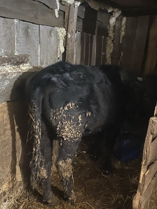 Продам телочек годовалых