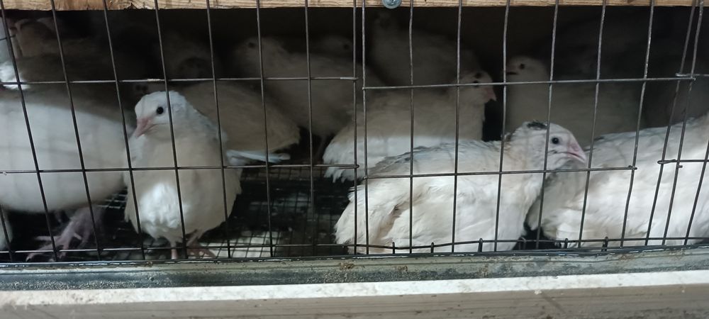 Продам Перепелов самцов (Танюшкины)полу гигантский