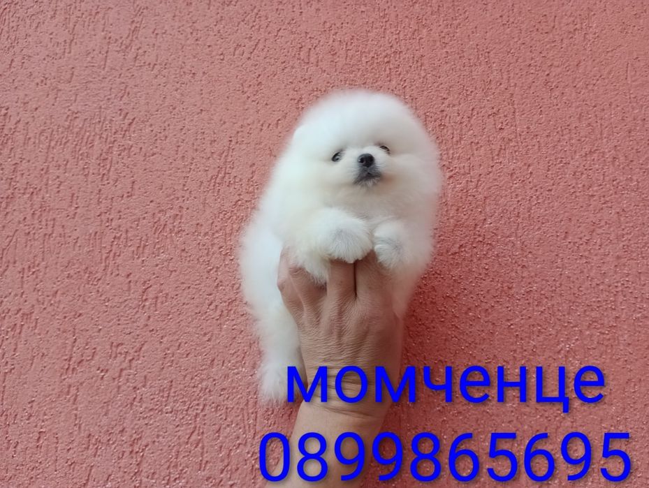 Померани.Изпращам клипове!