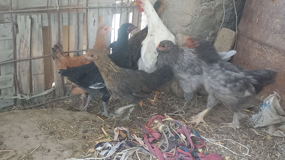 3 tovuq  8 dona jujalar    Jami 11 dona    3 donasi birama