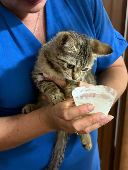 Котенок в добрые руки