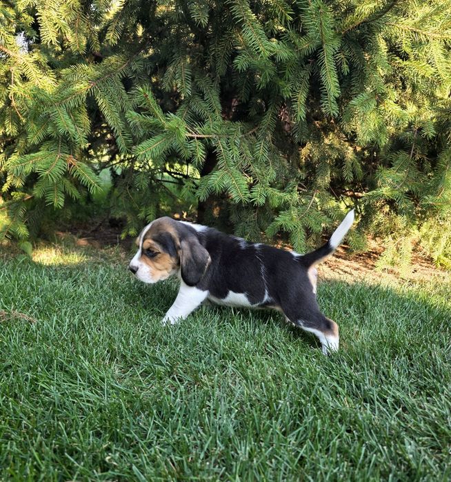 Pui Beagle cu certificat pedigree tip A