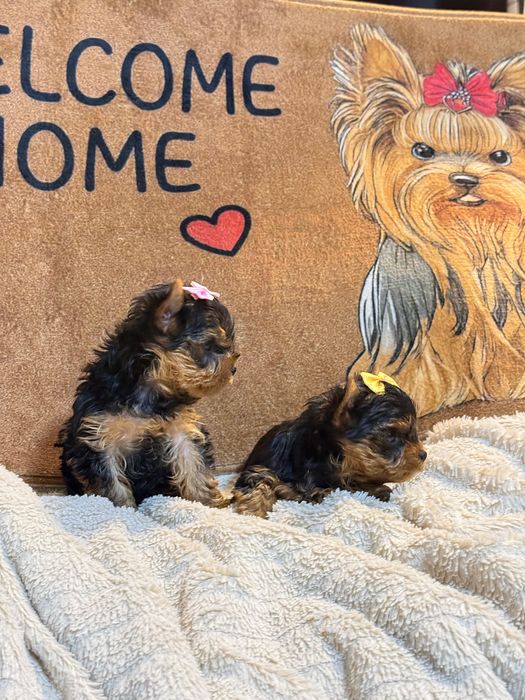 Йорки/Йоркширски териер