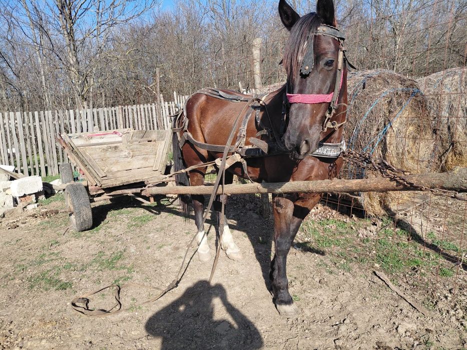 Vând cal tânăr su cuminte