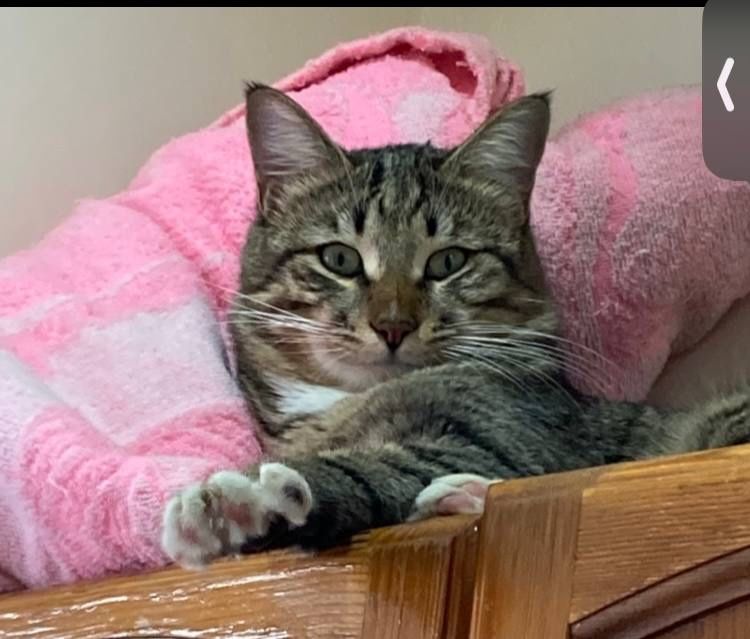 Потерялся кот в Яшнабадском районе. Помогите найти!