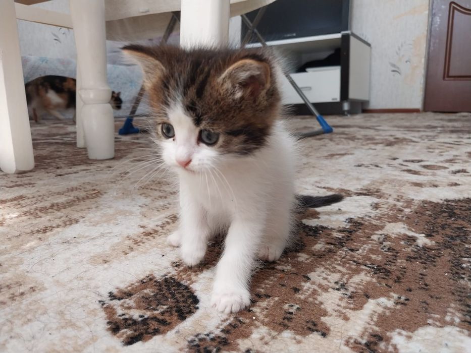 Отдам котят в хорошие руки