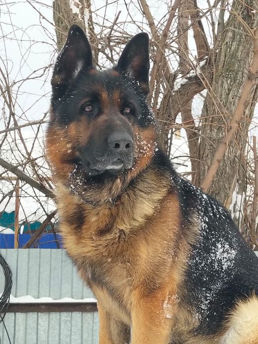 Кобель, четыре года