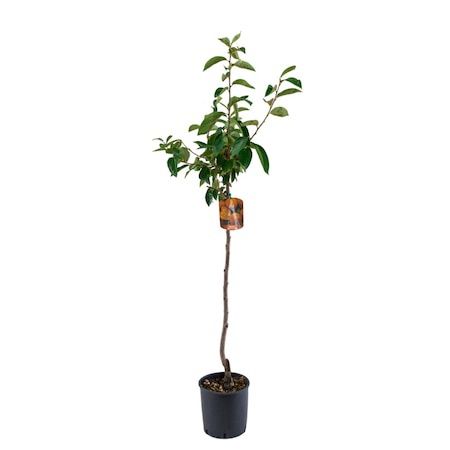 KAKI la Ghiveci (Disponibile toate Soiurile )