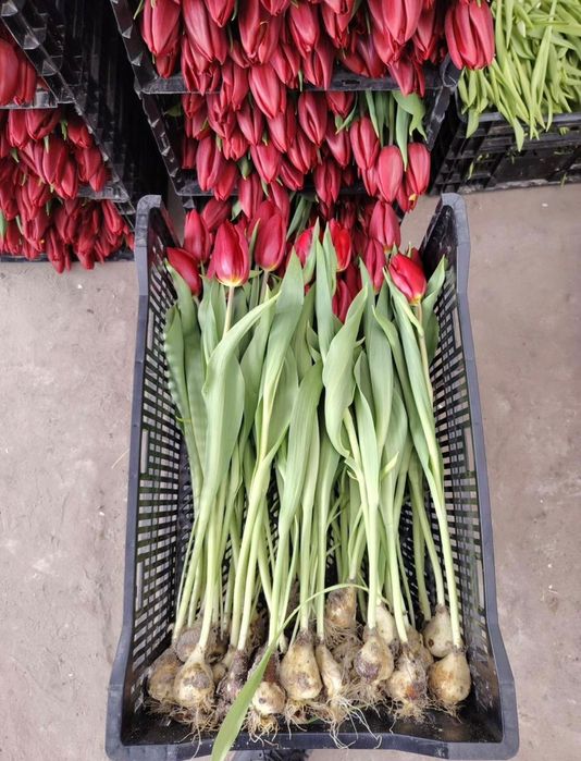 Тюльпаны оптом Белоруссия Степногорск