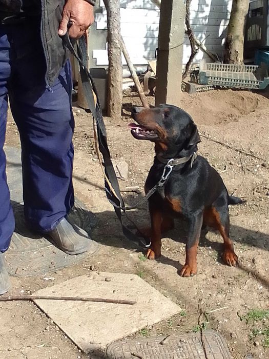 Мъжко ловно куче Ягдтериер