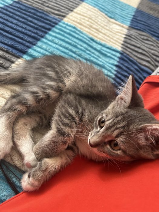 Кошку отдам бесплатно