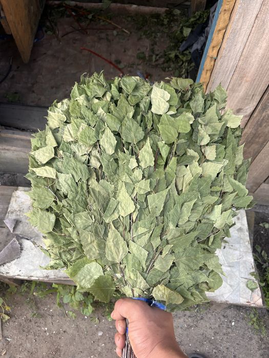 Продам березовые веники