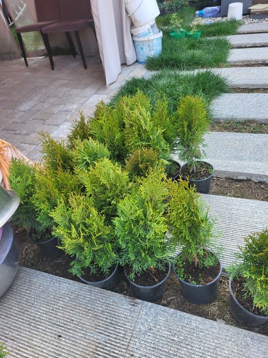Продам  туи смарагд  в горшках