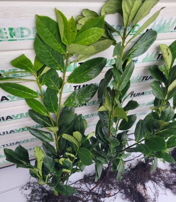 Laur Englezesc NOVITA -  80-100cm Ramificat